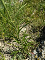 Sisymbrium polymorphum