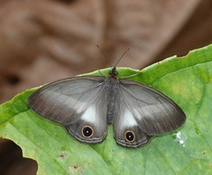 Euptychoides albofasciata