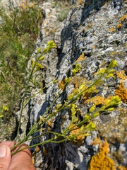 Sisymbrium polymorphum