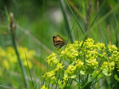 Isturgia limbaria