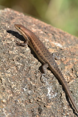 Trachylepis varia