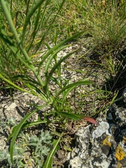 Sisymbrium polymorphum