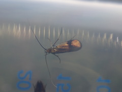 Nemophora albiciliellus