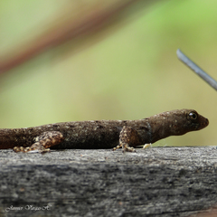 Gonatodes albogularis fuscus