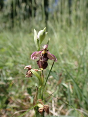 Ophrys fuciflora