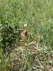 Ophrys fuciflora