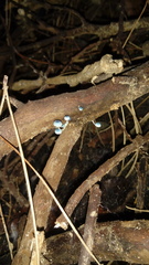 Mycena cyanocephala