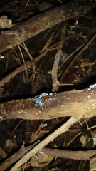 Mycena cyanocephala