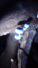 Mycena cyanocephala