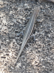 Trachylepis