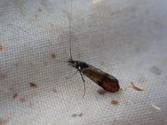 Nemophora albiciliellus