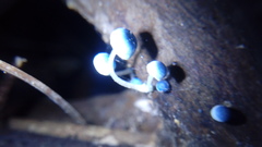 Mycena cyanocephala