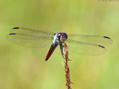 Notolibellula bicolor