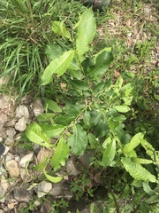 Cryptocephalus quinquepunctatus