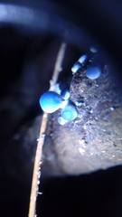 Mycena cyanocephala