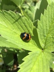 Labidomera clivicollis