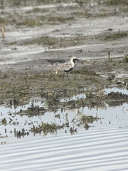Pluvialis squatarola