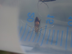 Nemophora albiciliellus