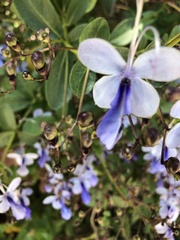 Rotheca myricoides