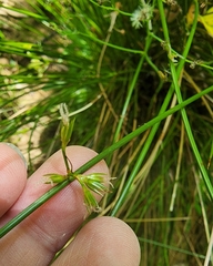 Juncus coriaceus