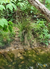 Juncus coriaceus