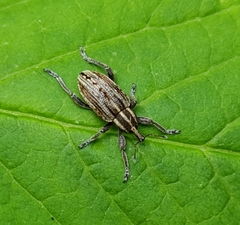 Hypera arator