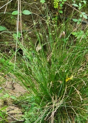 Juncus coriaceus