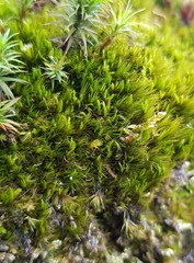 Campylopus flexuosus