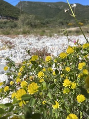 Trifolium boissieri