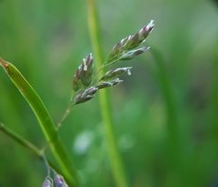 Poa humilis