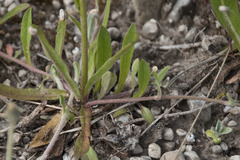 Pilosella densiflora