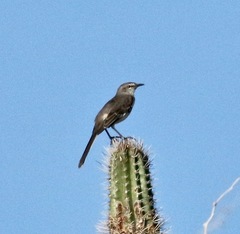Mimus gundlachii