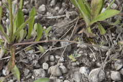 Pilosella densiflora