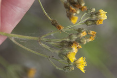 Pilosella densiflora