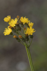 Pilosella densiflora