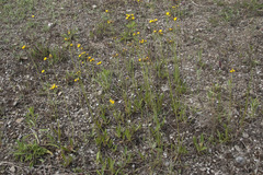 Pilosella densiflora