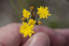 Pilosella densiflora