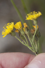 Pilosella densiflora