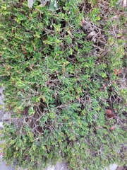 Scutellaria suffrutescens