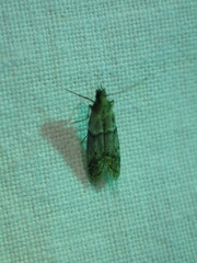 Vitula aegerella
