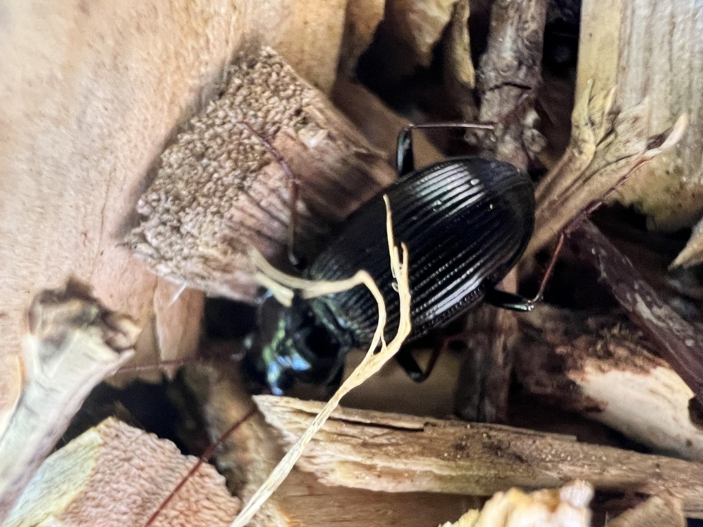 European Gazelle Beetle from NW Hope Dr, Corvallis, OR, US on May 21 ...