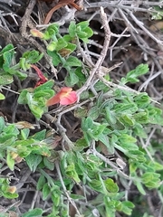 Scutellaria suffrutescens