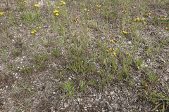 Pilosella densiflora