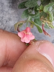 Scutellaria suffrutescens