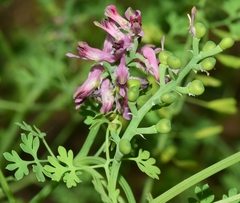 Fumaria densiflora