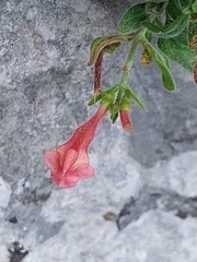 Scutellaria suffrutescens