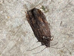 Platyedra subcinerea