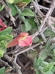 Scutellaria suffrutescens