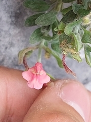 Scutellaria suffrutescens