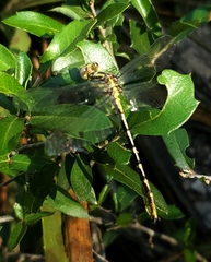Phanogomphus militaris